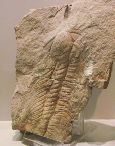 trilobites4