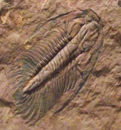 trilobites6